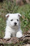 WESTIE 110